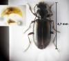 Bembidion femoratum pseudobualei